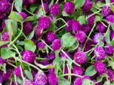 Hạt giống hoa cúc Bách Nhật Gomphrena Purple - FGOM011 gói 100 hạt